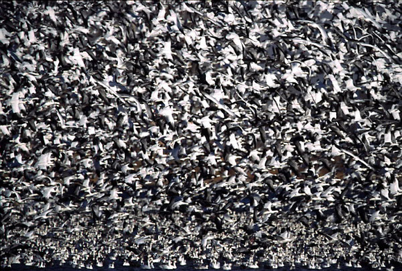 Snow Geese blizzard