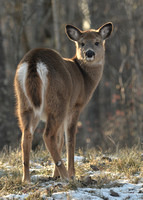young Whitetail