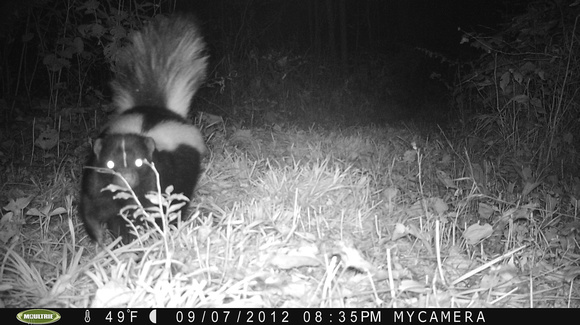 Skunk on the trail