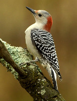 Red-Bellied woodpecker