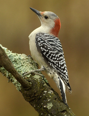 Red-Bellied woodpecker