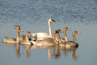 Trumpeter Swan family