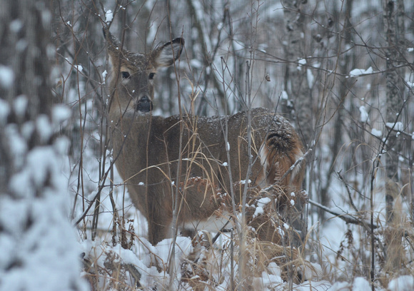 Whitetail on New Years Day