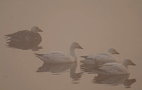 Snow Geese on a foggy morning