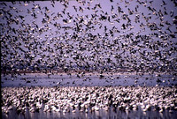 Snow Geese migration