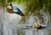 BlueWinged Teal
