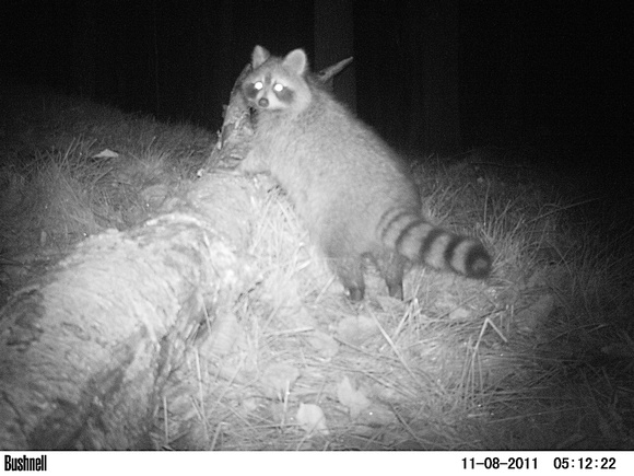 Zenfolio | John D. LaMere Wildlife Photography | Trail Cam | Raccoon